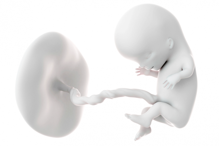 Une image d'un fœtus après 11 semaines.