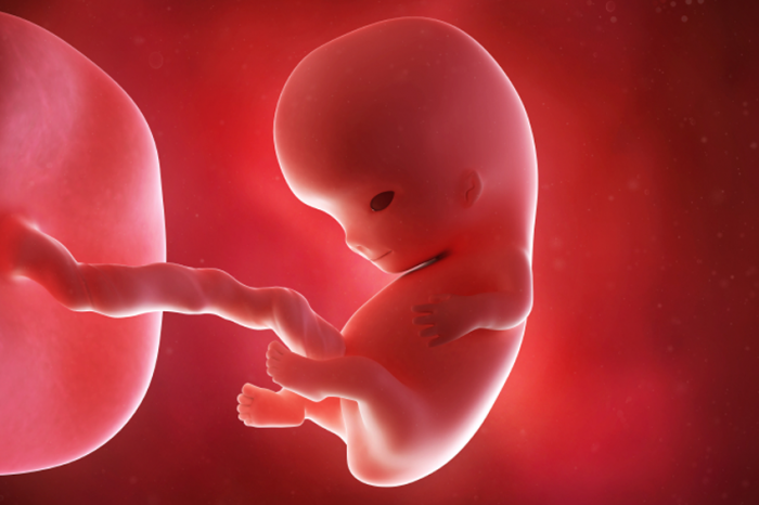 9 haftalık fetüs