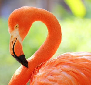 Ein Flamingo