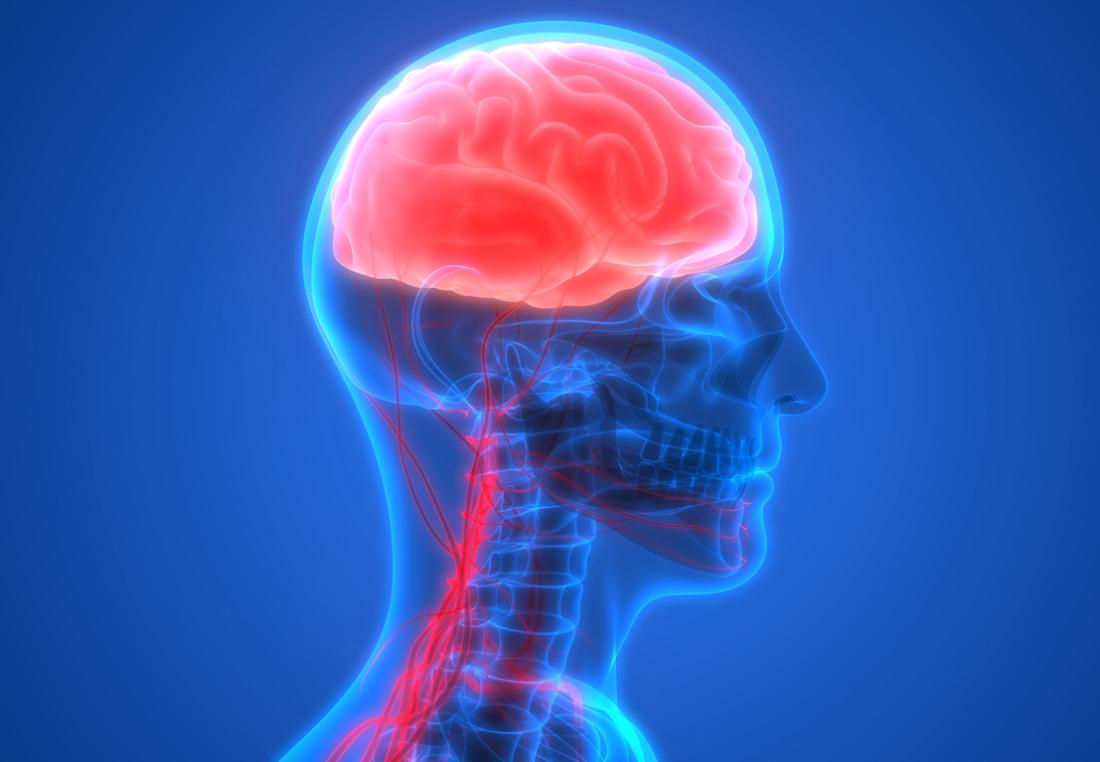 diagramme du cerveau et de la colonne vertébrale