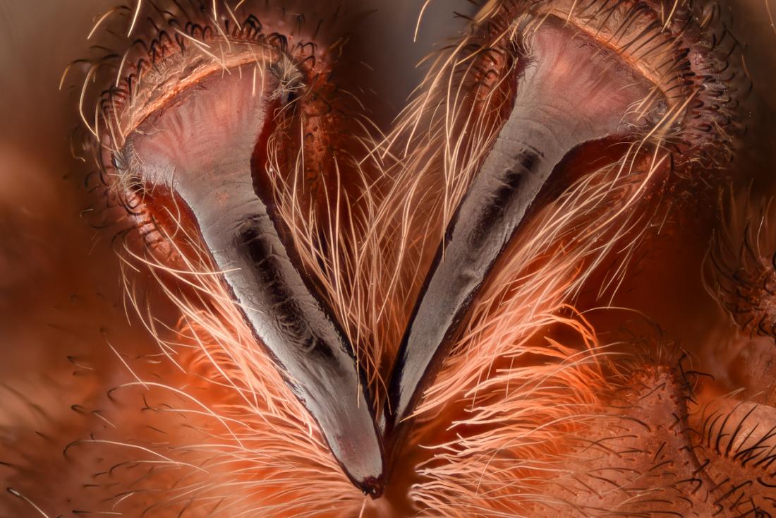 Presas de aranha close-up