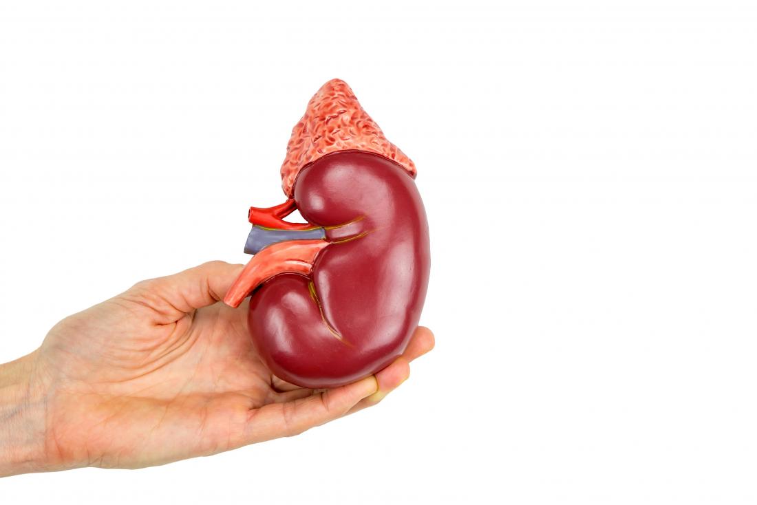 Modell der menschlichen Niere, die gehalten wird.
