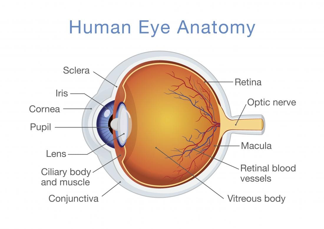 Diagramma di anatomia dell'occhio