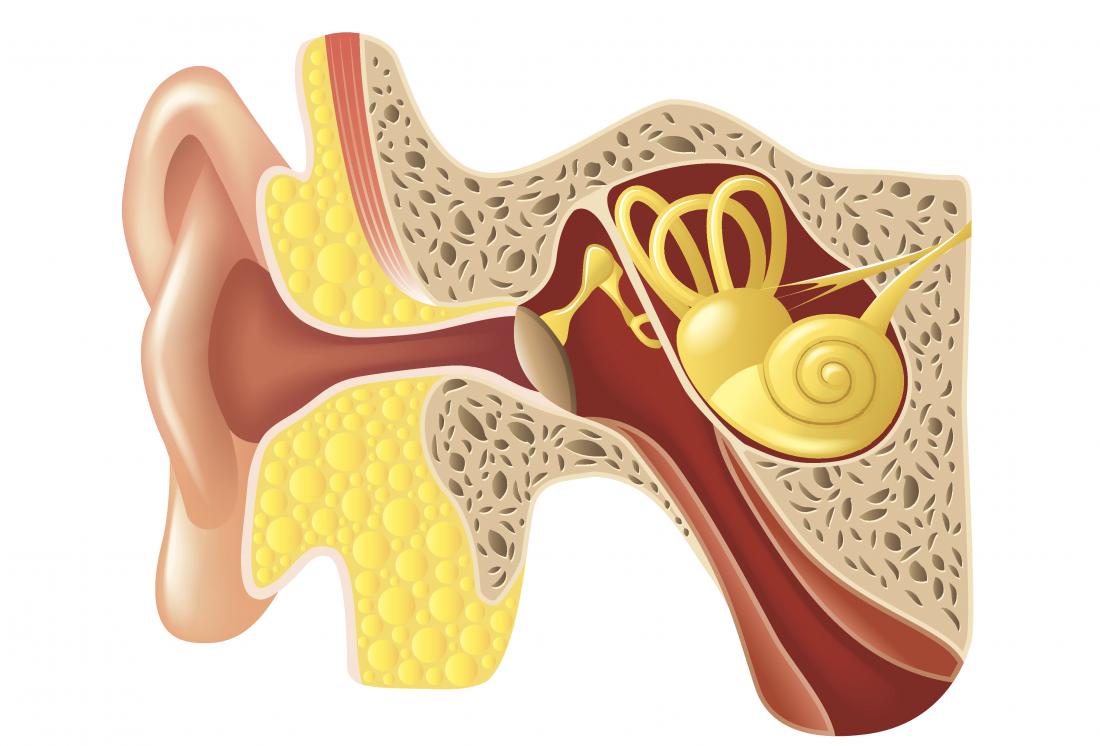 Анатомия на илюстрацията на ухото.
