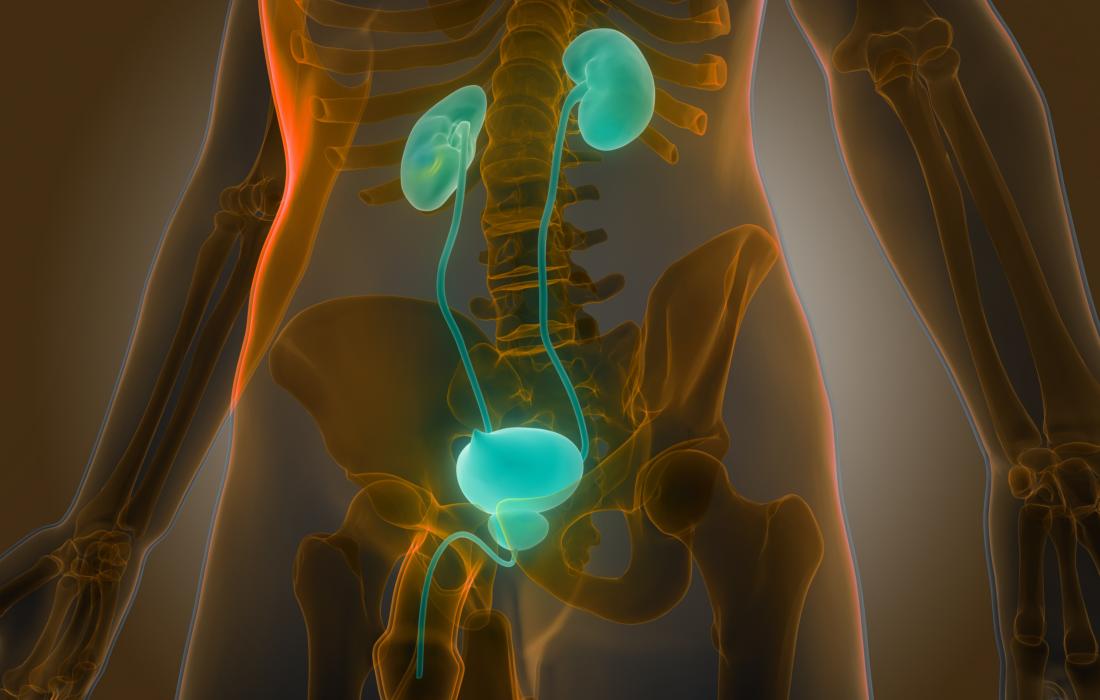 Männliche Niere, Blase und Prostata