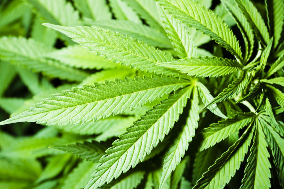 Cannabis Pflanze Blatt.