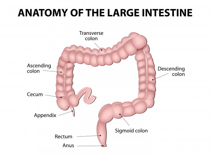 大腸の解剖学