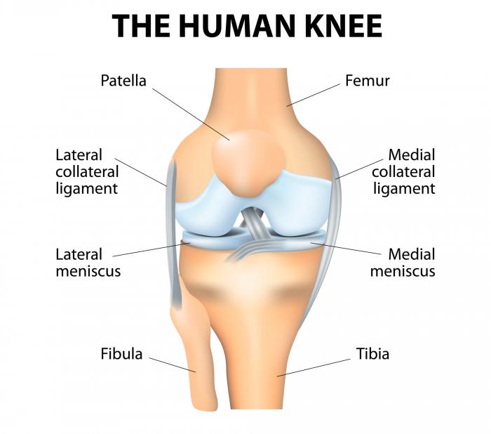 主要靭帯のうちの2つを示す膝の図。