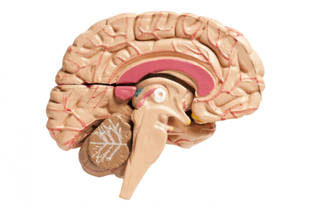 seção transversal do cérebro