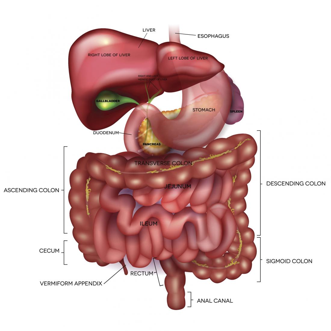 Diagramma del sistema digestivo