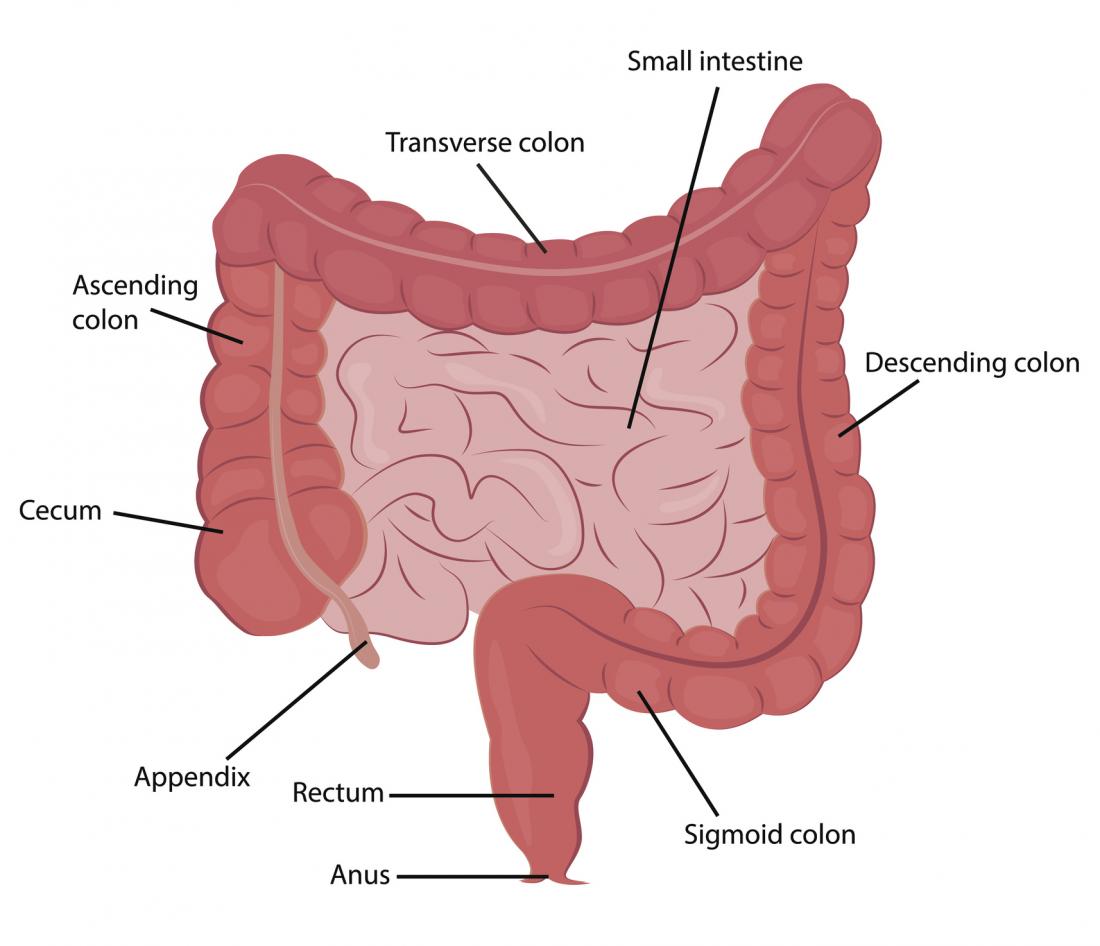 Diagramme des intestins