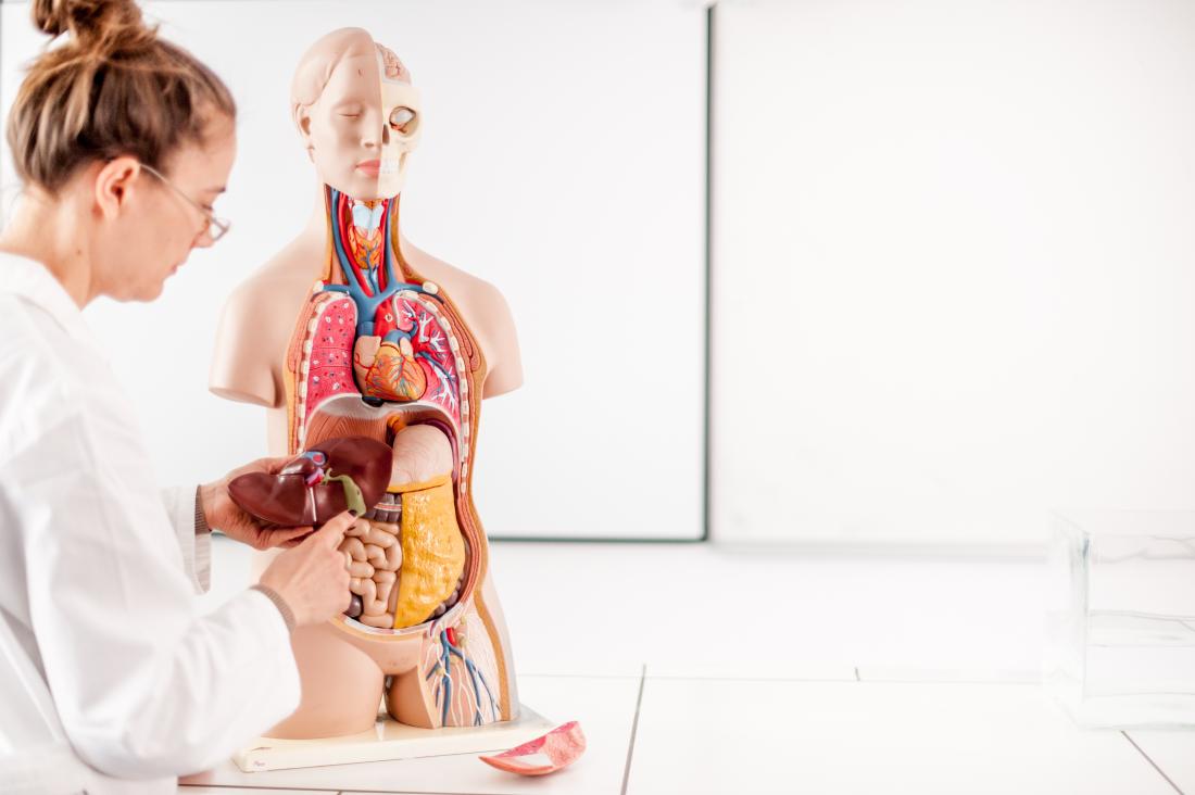 Анатомичен модел с различни органи и учител.