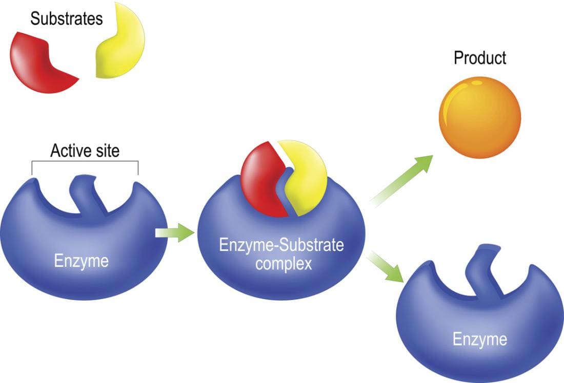 Verrouillage enzymatique et modèle de clé