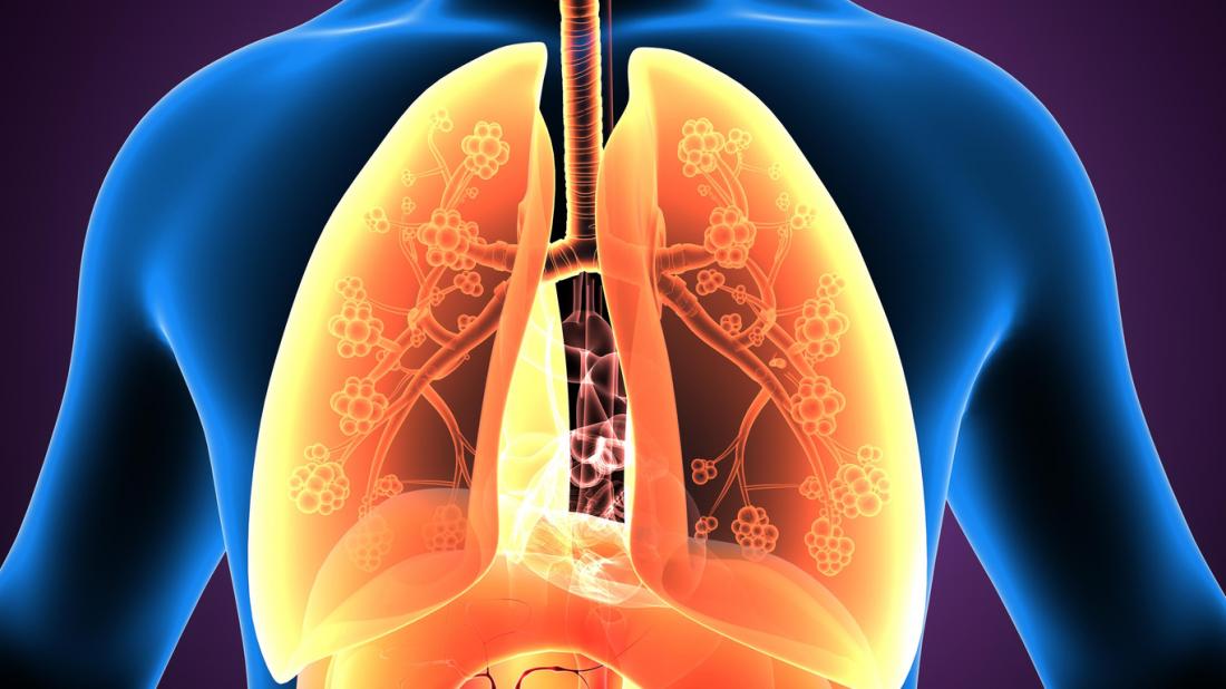 Modello 3D dei polmoni e delle vie respiratorie.