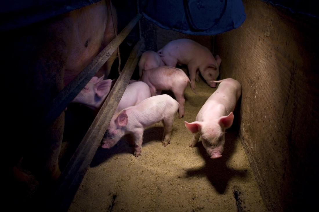豚インフルエンザは主に感染豚との接触を通じてヒトに伝染する。