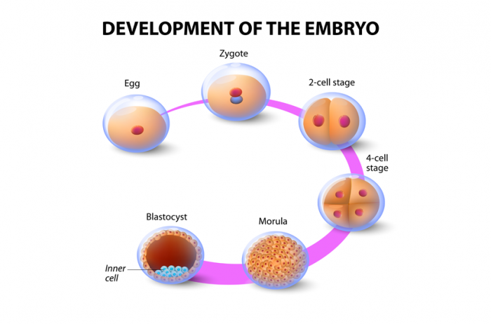 sviluppo di un embrione