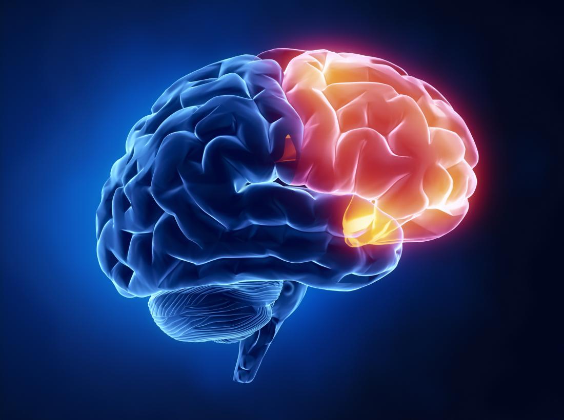 beyin frontal lobunun diyagramı