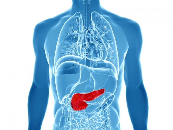 Immagine del pancreas nel corpo maschile.