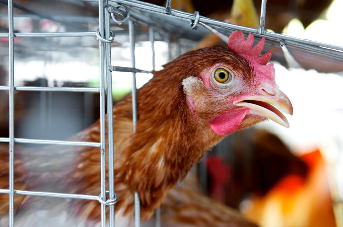 L'H7N9 è considerata un'influenza aviaria, ma ha colpito alcuni umani. Questo può essere pericoloso, perché gli esseri umani non hanno immunità all'influenza aviaria.