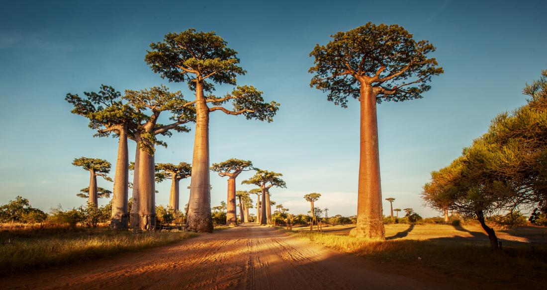 Albero di baobab