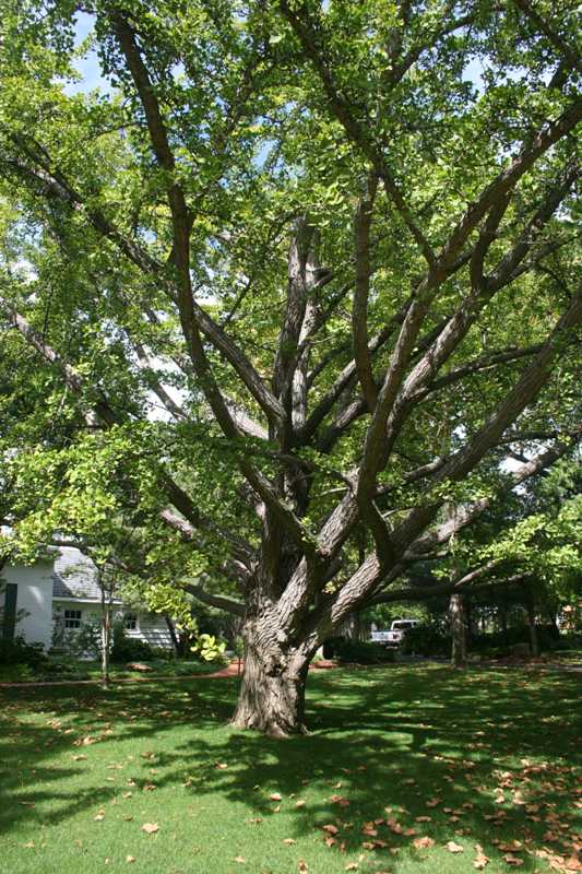 Дърво на Джинго Билоба - Ботаническата градина на Мисури