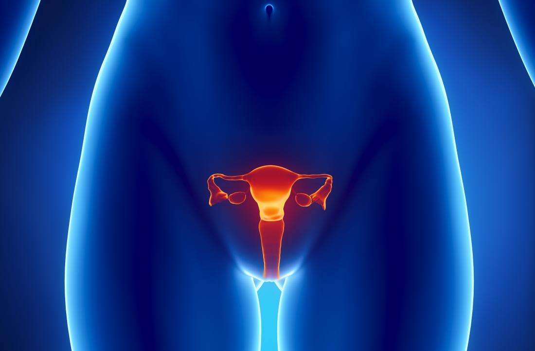Wie tief ist die Vagina dargestellt durch 3D Render des weiblichen Körpers mit hervorgehobenen Fortpflanzungsorganen.