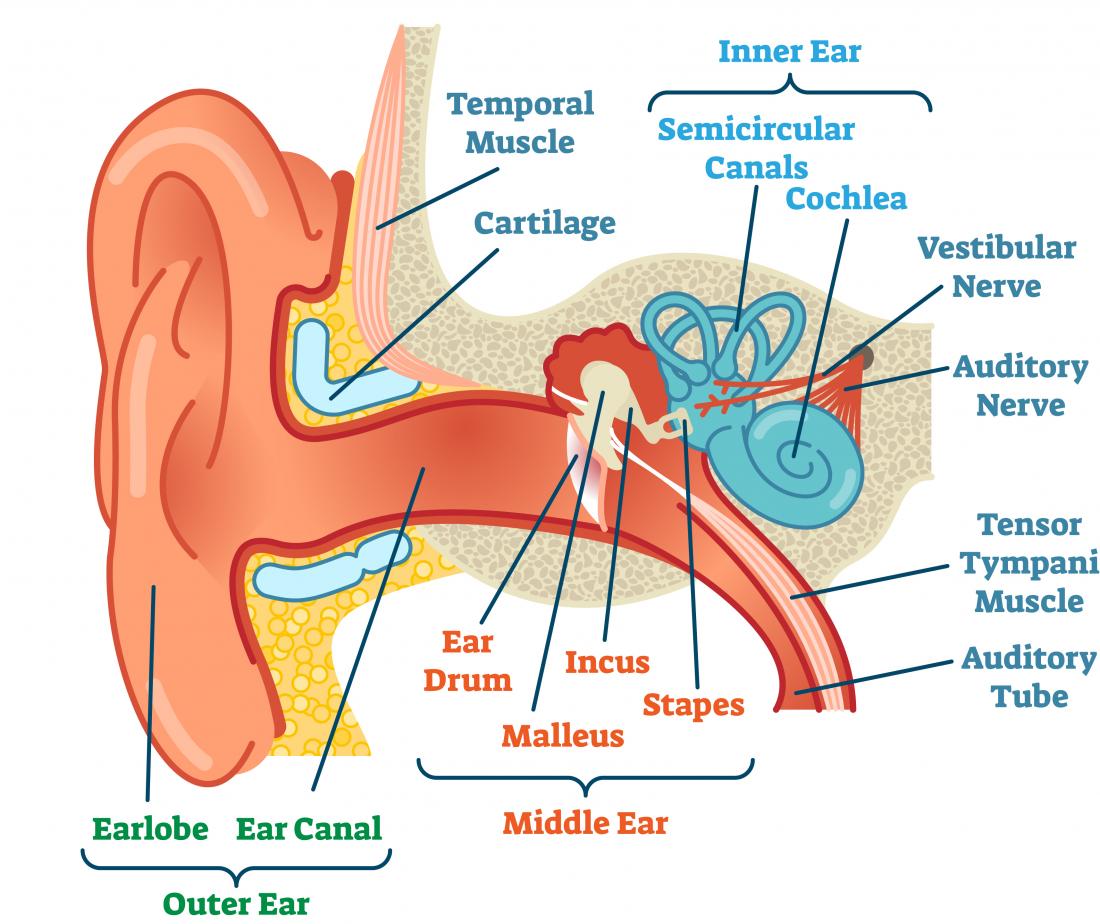Schema dell'anatomia dell'orecchio