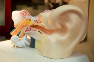 Anatomia del modello dell'orecchio.