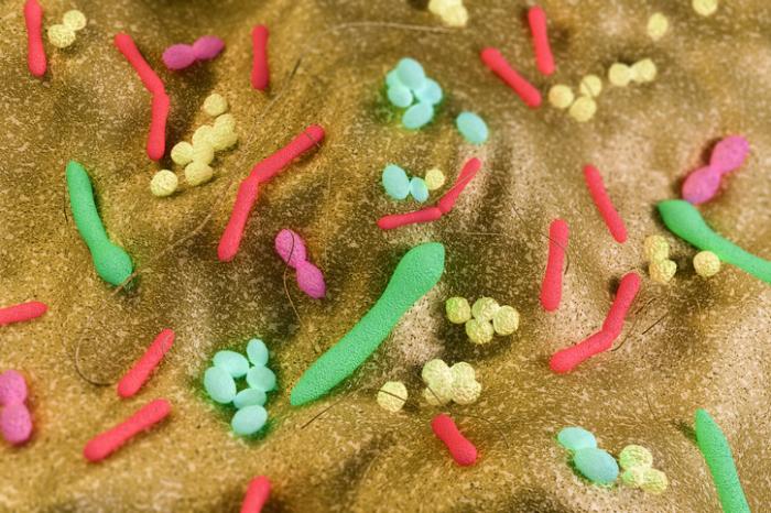 Bactérias do intestino