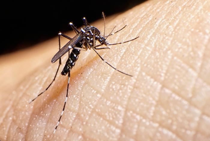 Komar żywi się ludzką skórą.