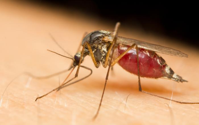 Um mosquito se alimentando e cheio de sangue.