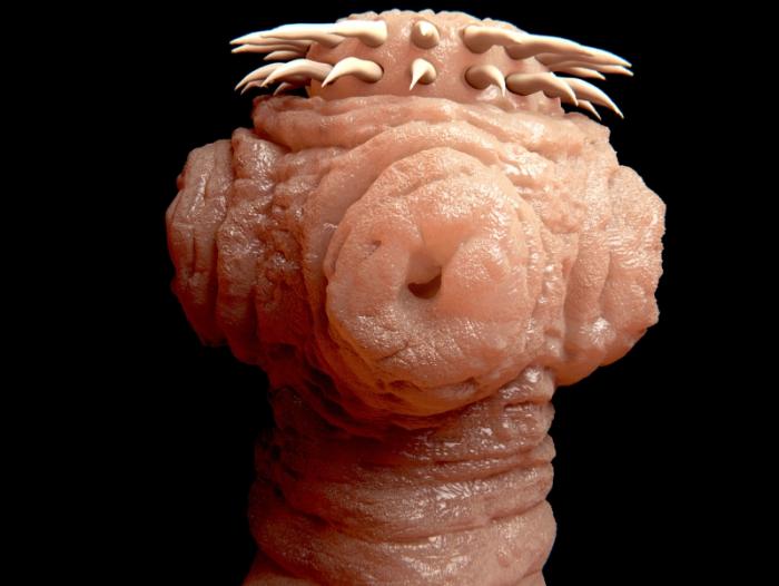 tapeworm scolex