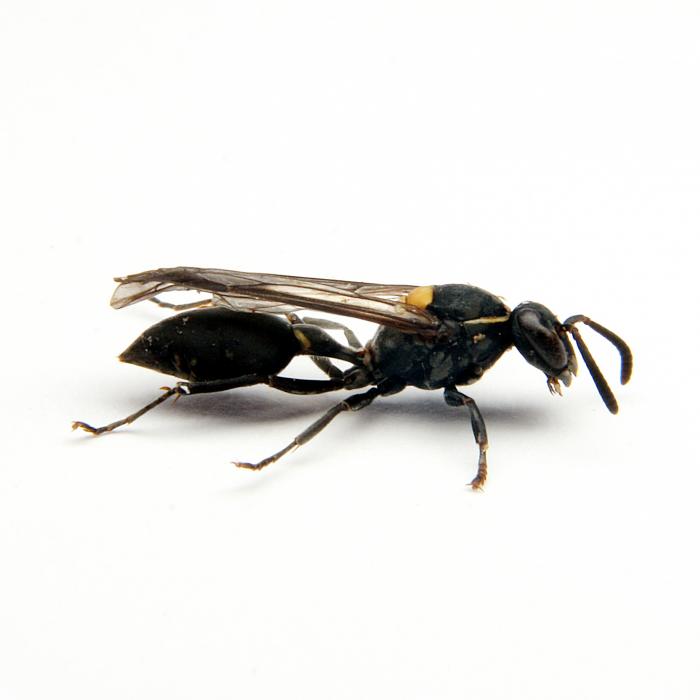Đàn ong xã hội Brazil.