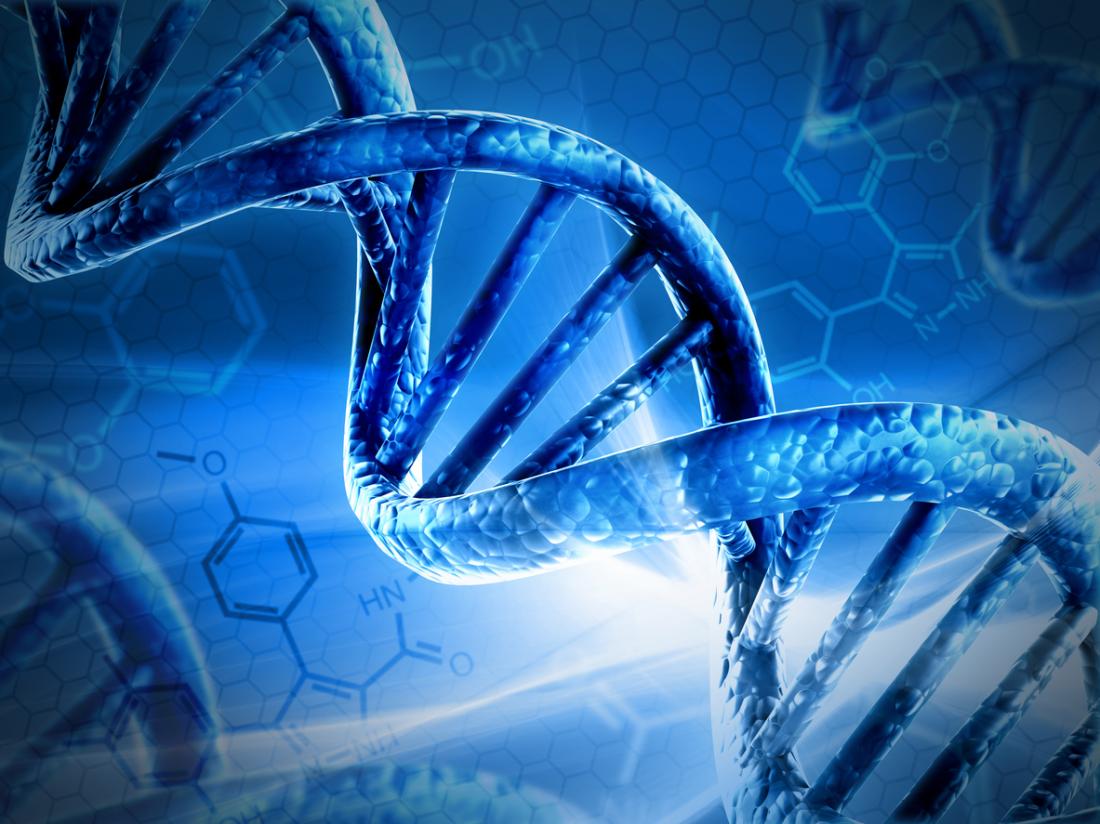 ADN et chromosome