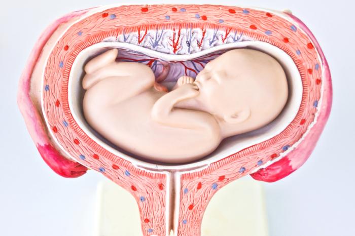 Image du fœtus couché sur le côté dans l'utérus.