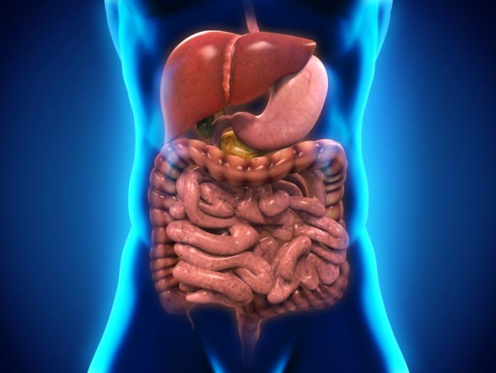 sistema digestivo umano