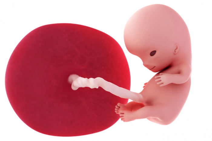 10 haftalık fetüs