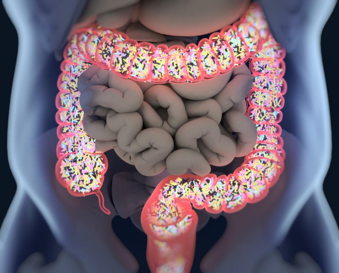 illustrazione dei batteri nell'intestino