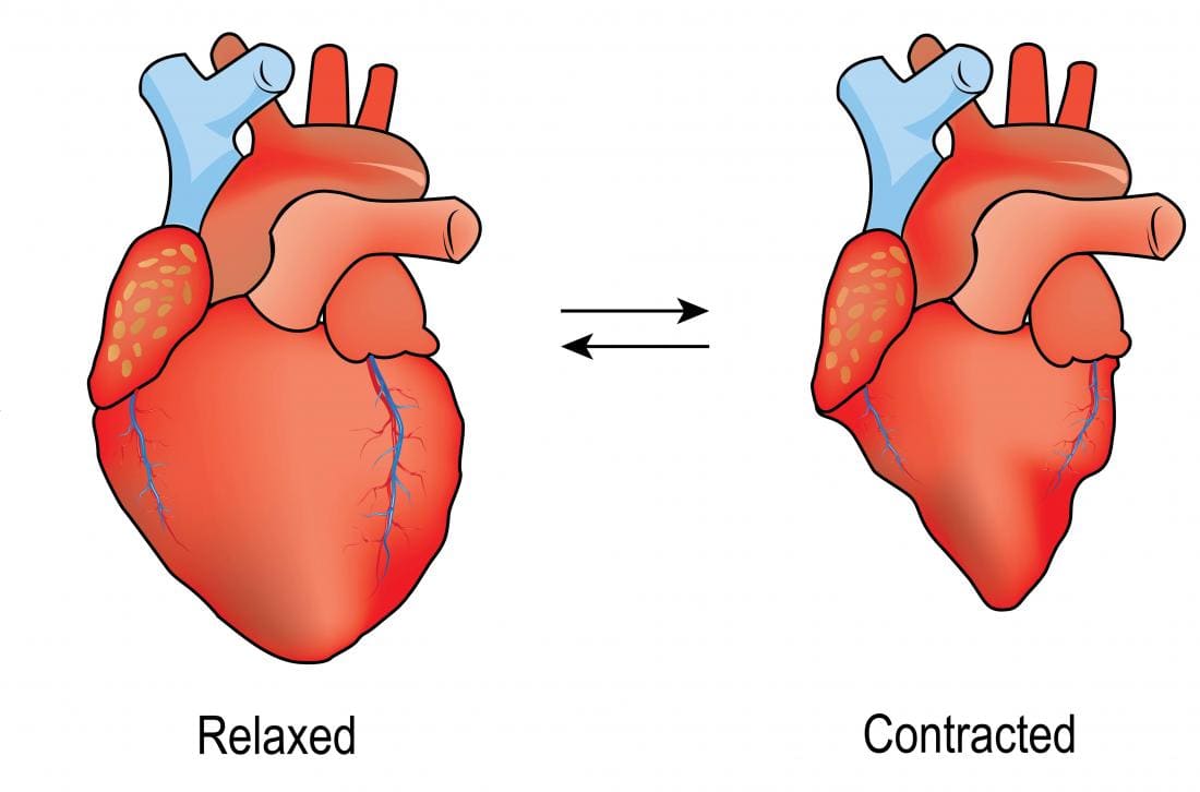 Diagramme d'un coeur relaxant et contractant. Diastole vs systole