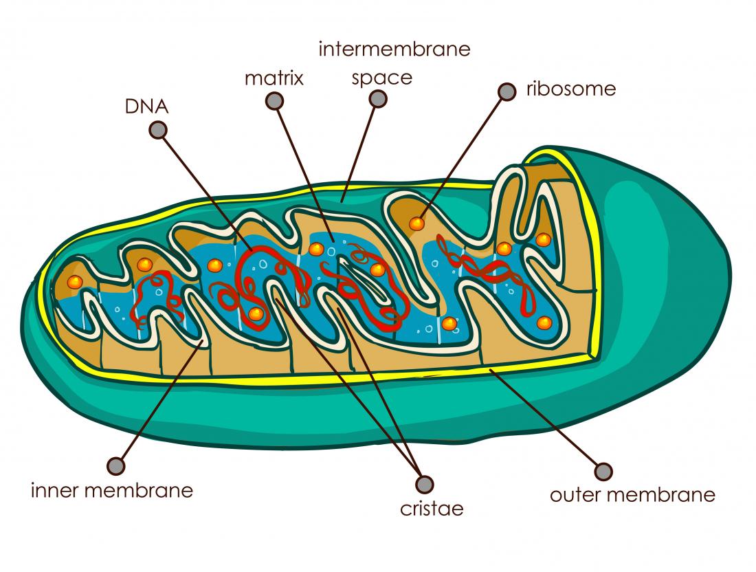Ein grundlegendes Diagramm eines Mitochondriums
