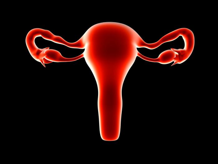 Image de l'utérus et des ovaires.