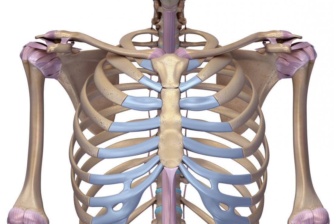 胸骨と胸骨の3Dモデル。