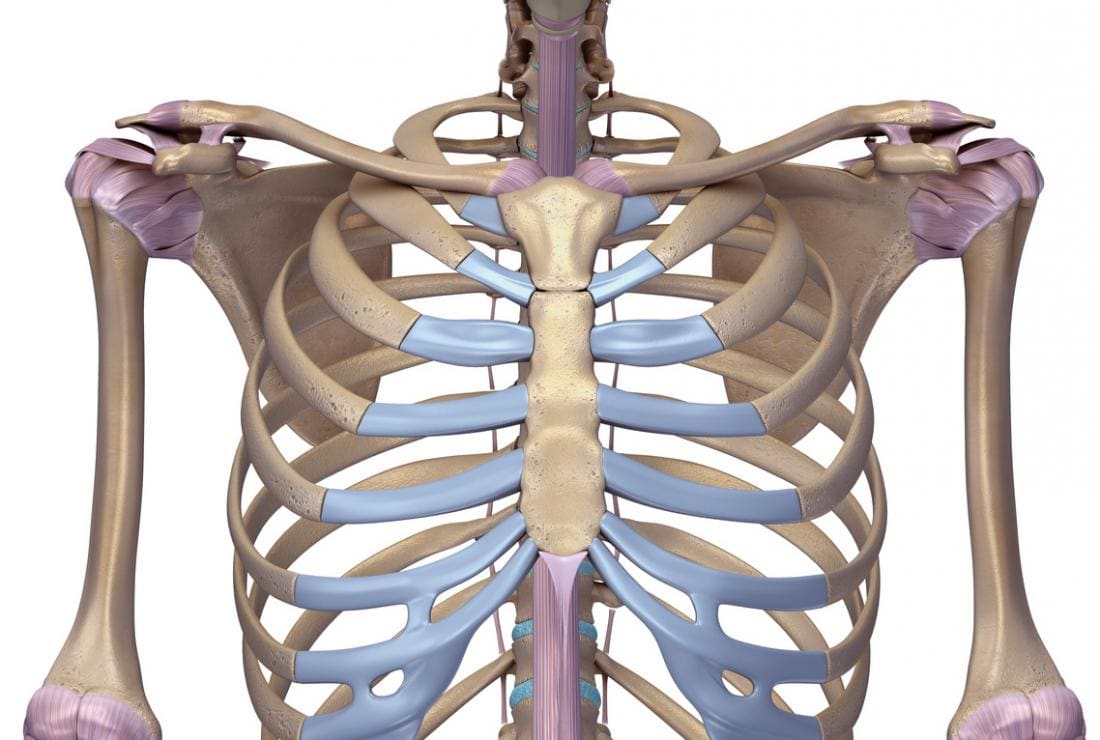 Mô hình 3D của lồng ngực và xương ức.