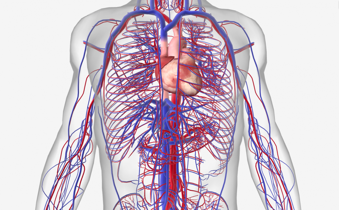 Sistema cardiovascular com doenças