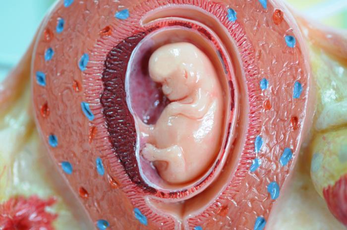 Un modèle d'un bébé dans l'utérus.