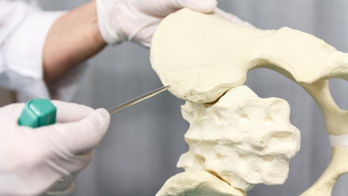 医師がモデル骨盤で骨髄生検を実演しています。
