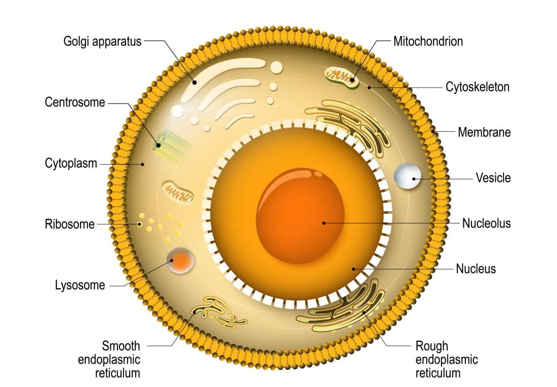 Diagramma di base di una cellula animale