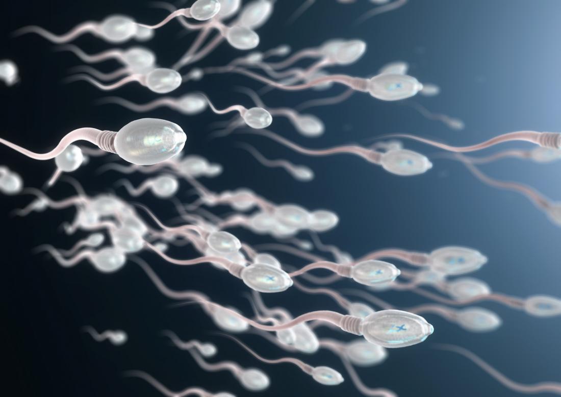 Sperma schwimmt in Richtung Ei