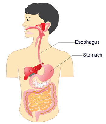 食道、胃、消化器系の図
