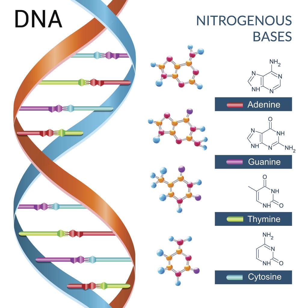 What Nitrogenous Bases Can Be Found In Dna But Not Rna